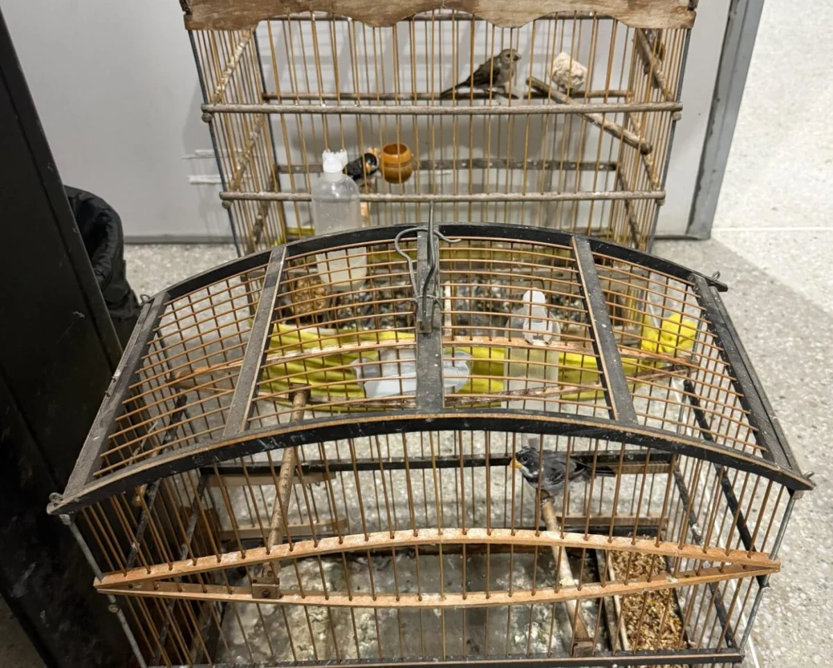 Campina Grande: operação apreende drogas após resgate de aves silvestres
