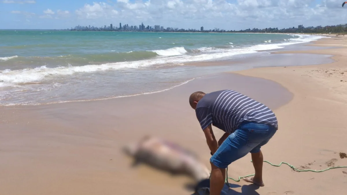 Golfinho em Cabedelo: ferimento no dorso indica colisão com hélice
